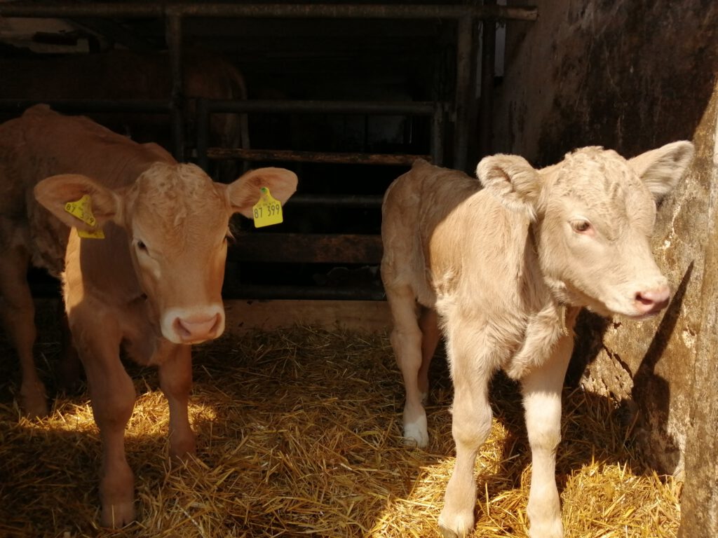 Kälbchen Urlaub auf dem Bauernhof 3