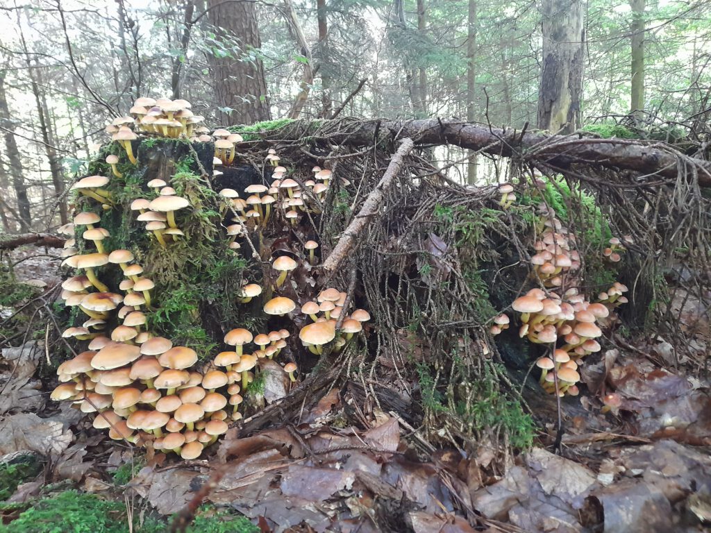 Pilze Baumstumpf, Waldbaden
